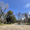 靱公園の桜