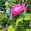 斑入りフジバカマにピンクの蕾💗
