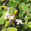 Yellow-bellied Sunbird ケアンズ空港のキバラタイヨウチョウ