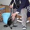 鵜飼い“練習生”４羽が仲間入り（愛知県）