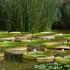 水生植物公園みずの森その５