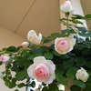 ピエール・ドゥ・ロンサールが開花した　＊　ボスコベルもおうちで咲きます