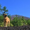 富士山ぽくぽく