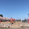 長岡市・越路河川公園の満開の桜。ゾウやキリンの遊具たち