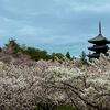 【仁和寺】満開の御室桜に浮かぶ五重塔！左近の桜やミツバツツジも見頃に！