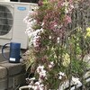 羽衣素馨