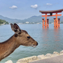 【どこかにマイルで初広島】早起きした甲斐があった朝の厳島神社