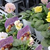 「グリーンプラザ山長（奈良県生駒市） - おすすめパンジー・ビオラ5選（2025年11月7日）」