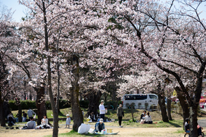 上越市の高田城址公園観桜会が開幕　桜は三分咲き