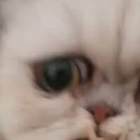ネコが落ちる動画 森 階段 異次元で Falling Cats In Woods On Stairs And In Another Dimension 東京キヤビン Music Entertainment News