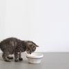 【猫の食器】選ぶときのポイントは容器の材質や高さ