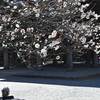 円覚寺　春の光景