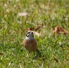 本日（4/6）の鳥見