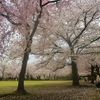 ハラハラと舞い始め　文理台公園の桜