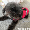 夏だ！海だ！🐶solaだって泳いでたんだよ！って話・犬のライフジャケットとYouTube