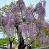 実家は花盛り(雨上がり編)。