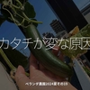 2497食目「カタチが変な原因」ベランダ農園2024夏その19