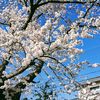 満開の桜