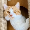 【猫学】猫の瞳は十ニャン十色。猫の目の色の種類や、目の色が違う理由を解説。