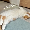 今日もるるちゃんはゆるふわ〜