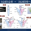 【コラム-127】番外編：2022年度の看護国試対策 循環器編(しかないよ💦)　特別講義 スライド集(その7) 先天性心疾患