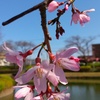 今日の花たち