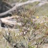 ヒロオトゲハシムシクイ(Inland Thornbill)