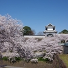 おなじみ石川門の満開桜