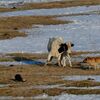 国後島・ローソク岩　野犬の群れが牛を襲う
