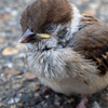 スズメを無断で保護するのは「鳥獣保護法第８条」によると違法なんだよね。