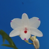 Dendrobium annae select