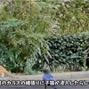 カラスの大群に襲われて必死で戦う子猫