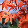 ことしの紅葉