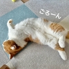 猫さんのストレッチは省エネ。