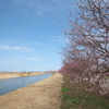 今年も近所の土手の桜