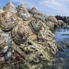 地球最強度の素材は海岸の「カサガイ」