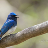 2019年4月27日の鳥撮り-関東のお山