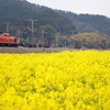 能登川の菜の花畑で米原訓練を撮る　開業したての北陸新幹線 乗り鉄遠征④