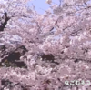 桜 さくら サクラ #35