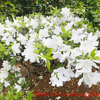 白いつつじと白つめ草