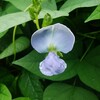 大雨の止み間　四角豆の花