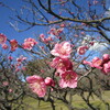 長居公園植物園に春の訪れを感じに行きました　後編