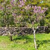 ライラックの開花も早いです