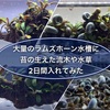 苔の生えた流木と水草を大量のラムズホーンに掃除させたら凄い事に⁉