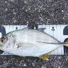 マッチザベイト･･･ルアー釣りでの基本は色、魚の模様ではなくシルエット、サイズ感重視で良いですよね？