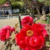 無事な往復だけで合格な2拠点暮らし
