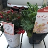 本日は植え替え日和