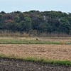 ナベヅル幼鳥　　宮崎では珍しい　　