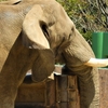 動物シリーズ：サバンナゾウ・マルミミゾウ：安佐動物公園 ⑮（広島県広島市）