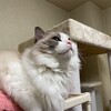 プレゼントのおもちゃでたくさん遊んだふくちゃん